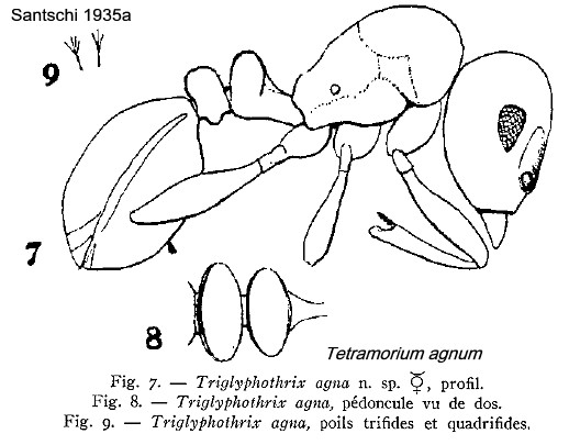 {Tetramorium agnum}