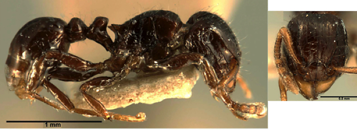 Tetramorium akengense