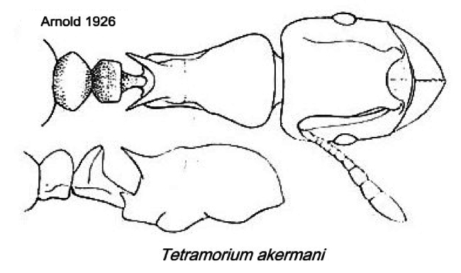 {Tetramorium akermani}