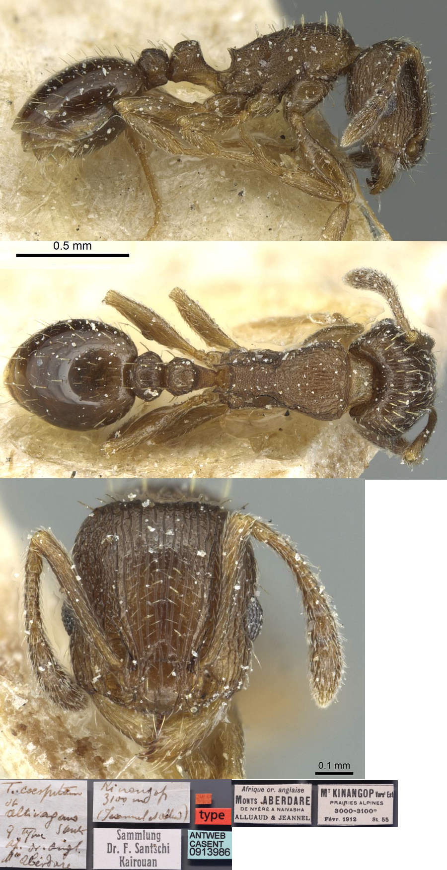 {Tetramorium altivagans}