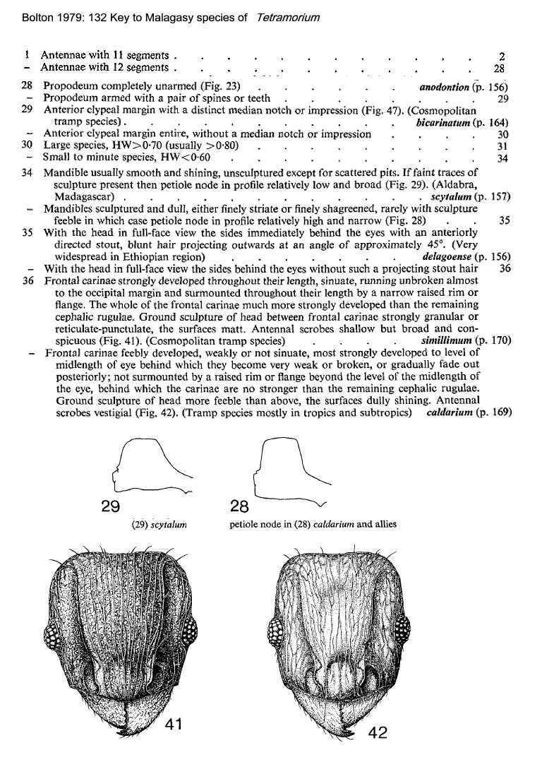 {Tetramorium Bolton Malagasy Key}