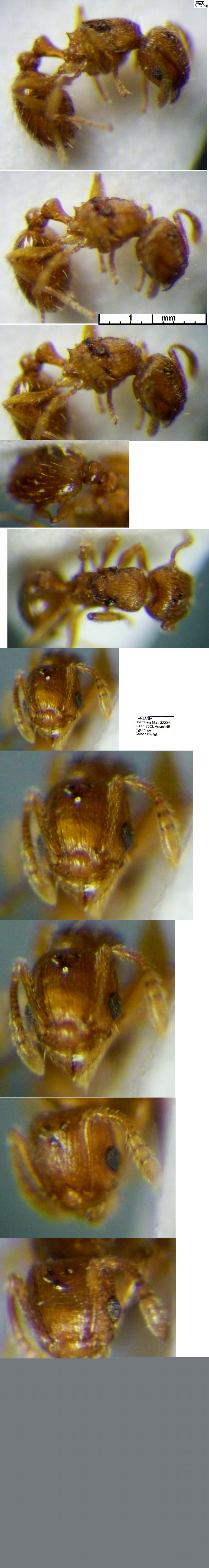 {Tetramorium amaniensis queen}