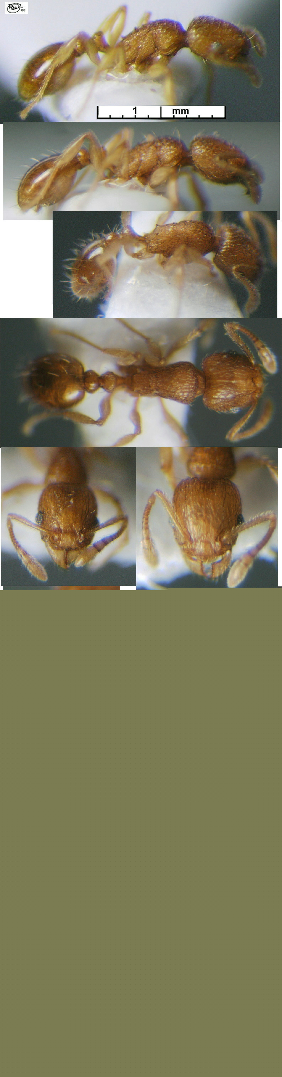 {Tetramorium new species Amani HQ }