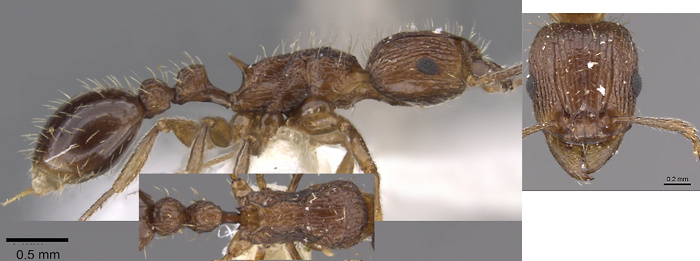 {Tetramorium amatongae}