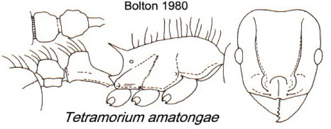 {Tetramorium amatongae}