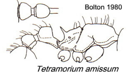 {Tetramorium amissum}