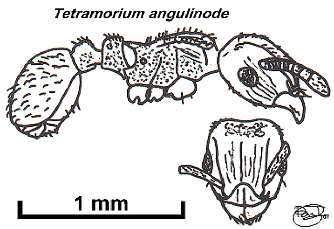 {Tetramorium angulinode}