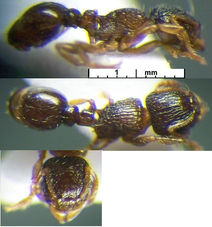 {Tetramorium angulinode papyri}