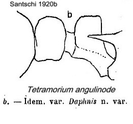 {short description of image}