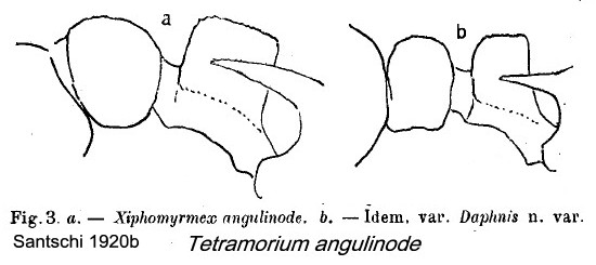 {Tetramorium angulinode daphnis}