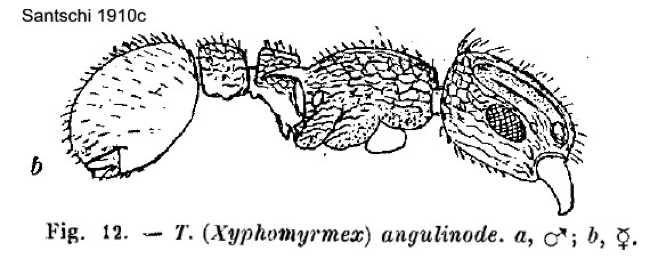 {Tetramorium angulinode}
