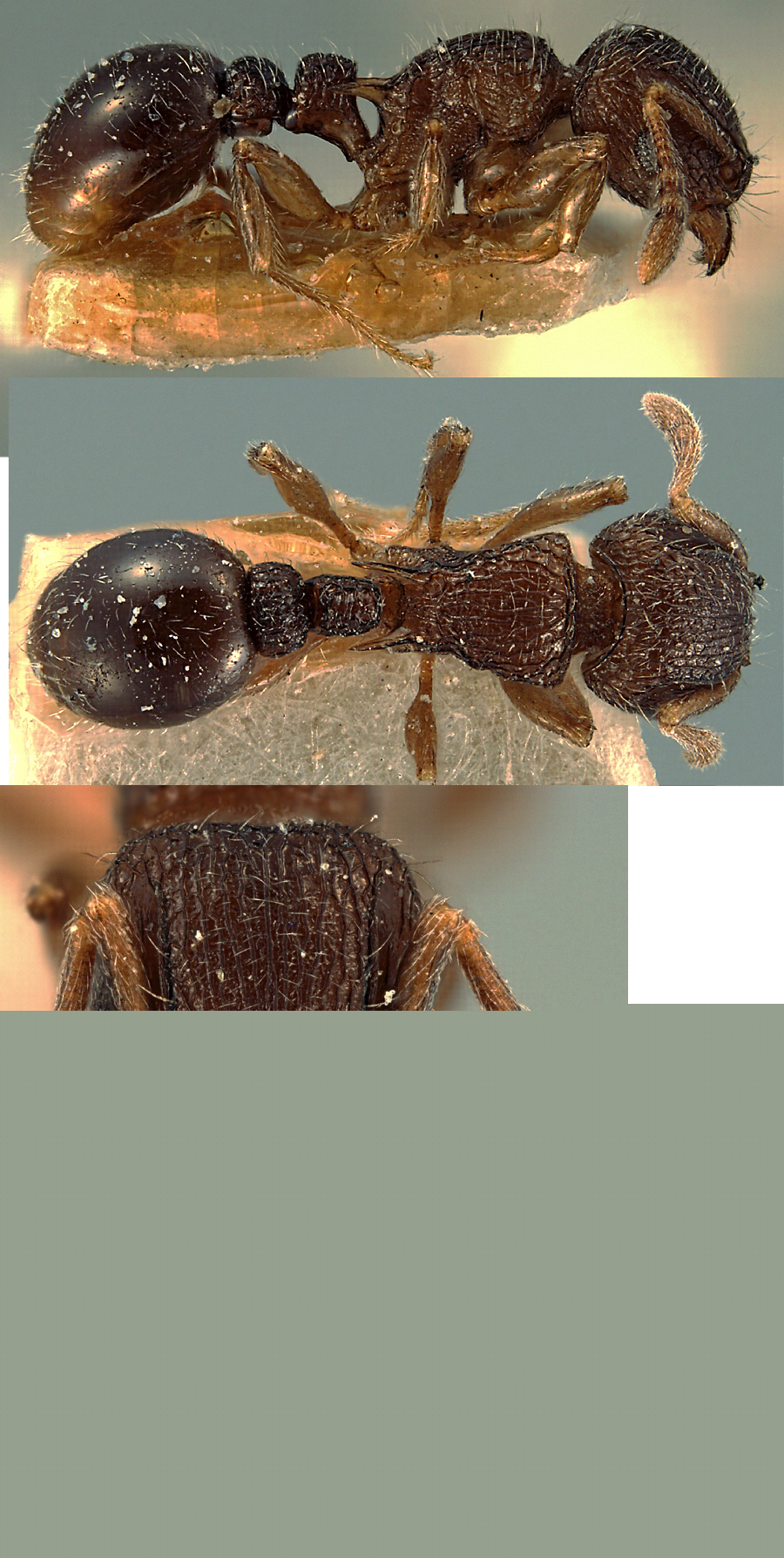 {Tetramorium angulinode type}
