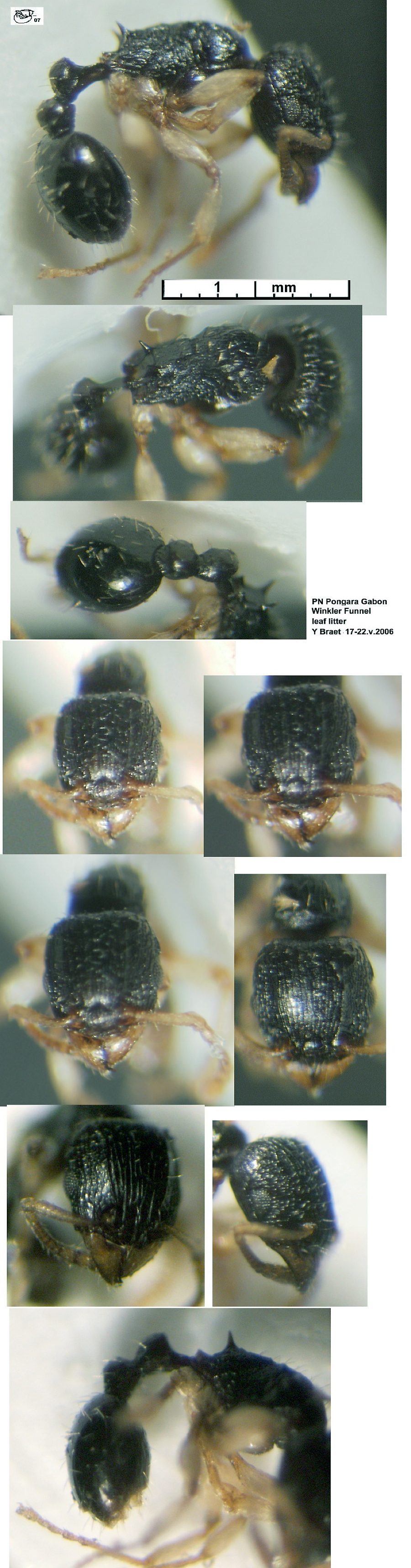 {Tetramorium angulinode Gabon 187}