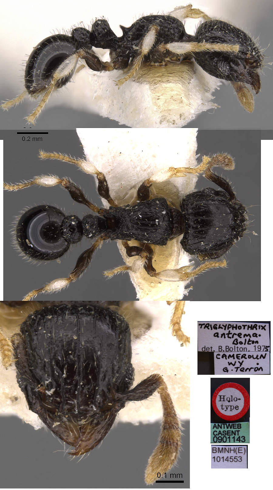 {Tetramorium antrema}