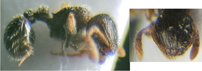 {Tetramorium antrema}
