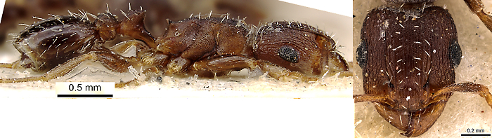 {Tetramorium argenteopilosum}