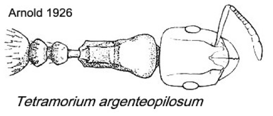 {Tetramorium argenteopilosum}