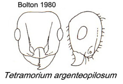 {Tetramorium argenteopilosu}