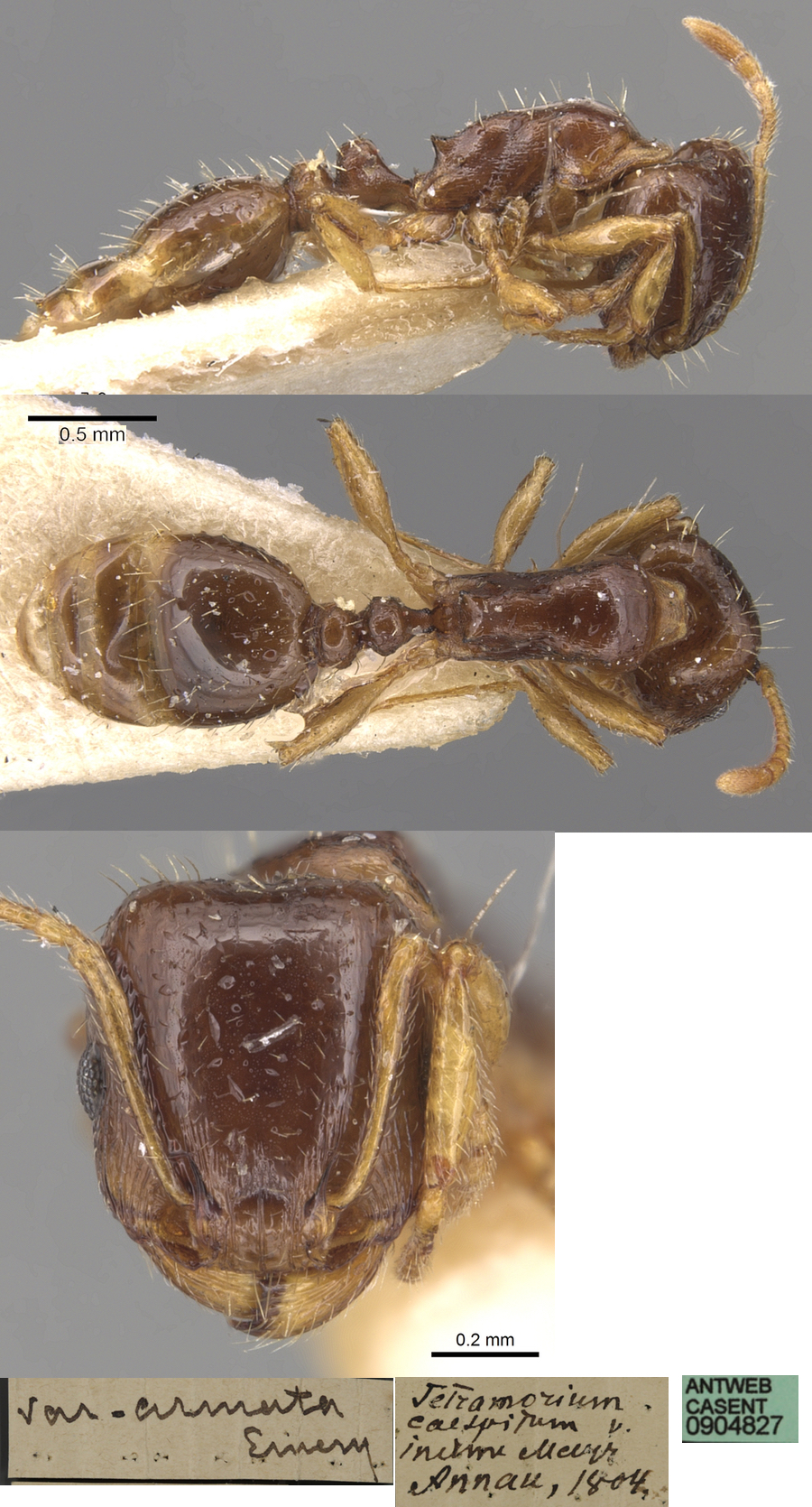 {Tetramorium armatum}