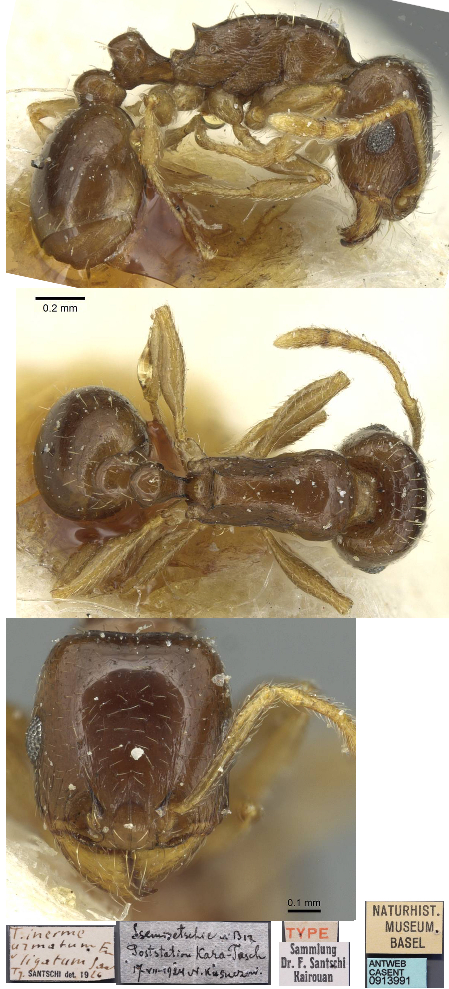 {Tetramorium armatum}