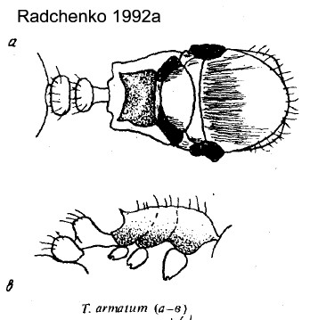 {Tetramorium armatum}