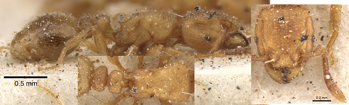 {Tetramorium arnoldi}