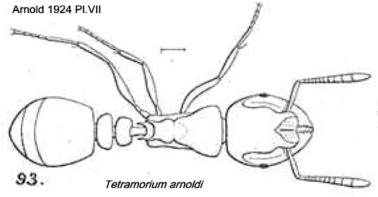 {Tetramorium arnoldi}