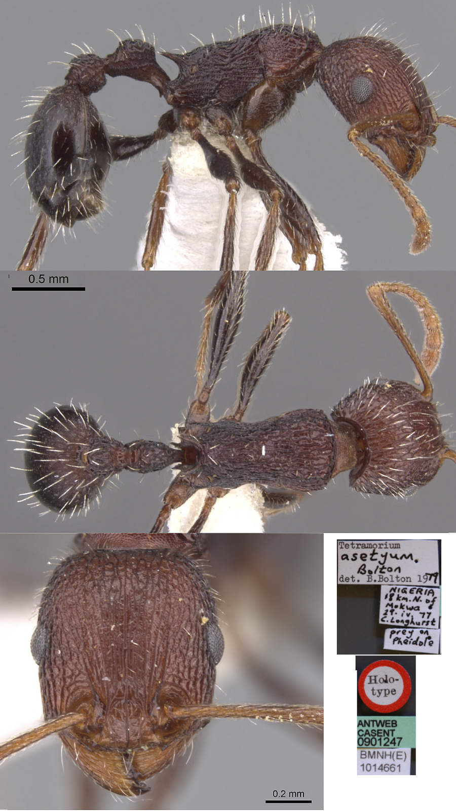 {Tetramorium asetyum}