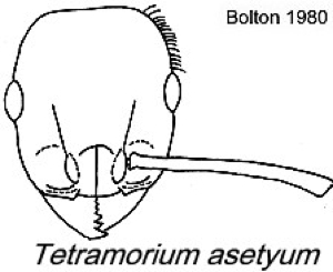 {Tetramorium asetyum}