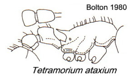 {Tetramorium ataxium}