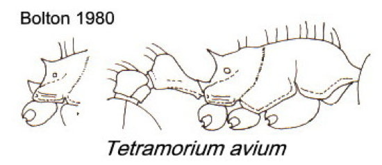 {Tetramorium avium}