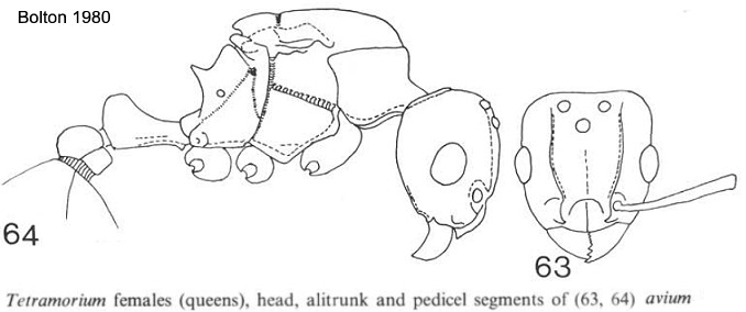 {Tetramorium avium}