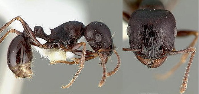 {Tetramorium barbigerum}