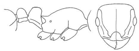 {Tetramorium baufra}