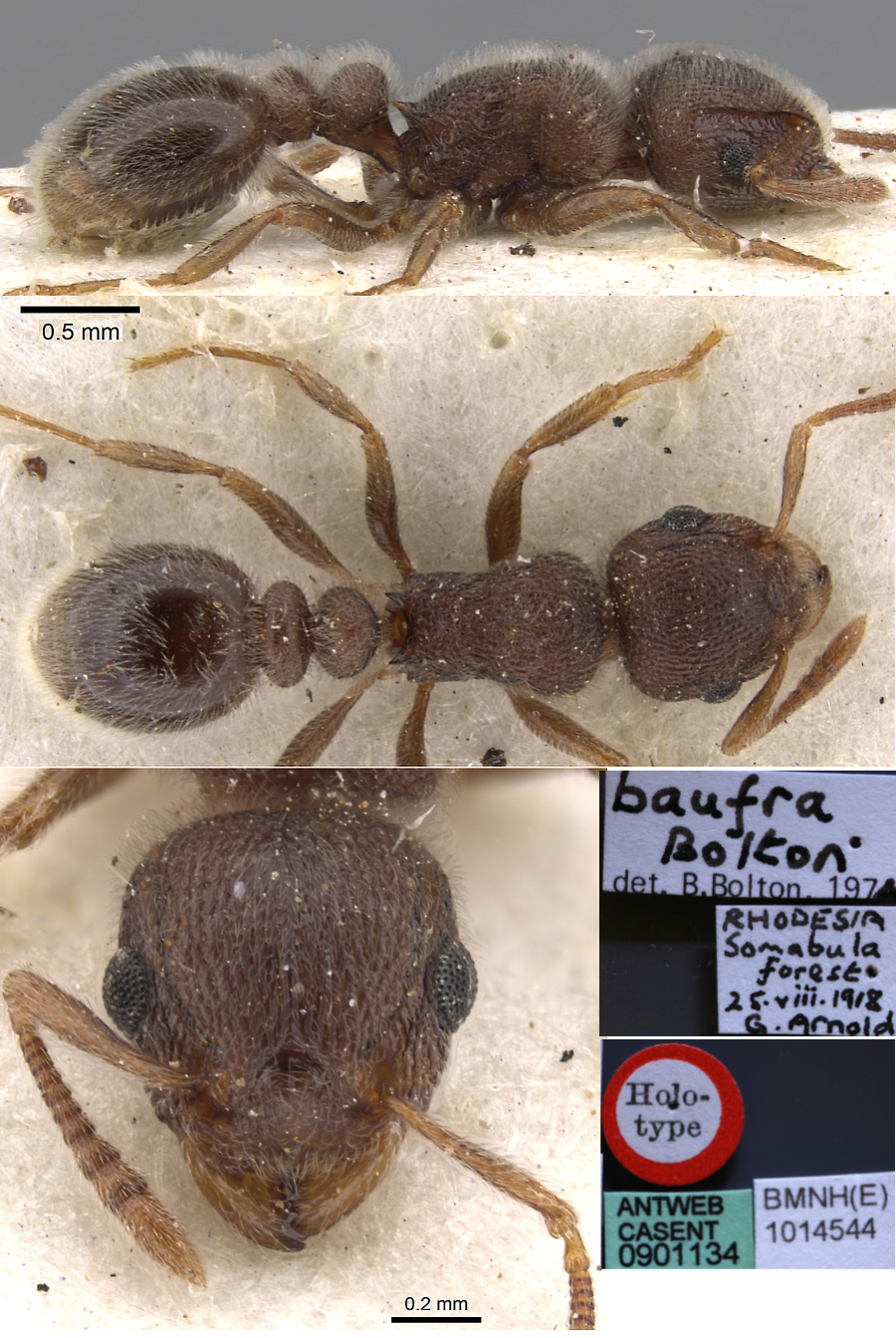 {Tetramorium baufra}