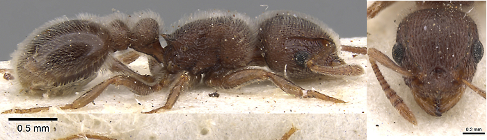 {Tetramorium baufra}