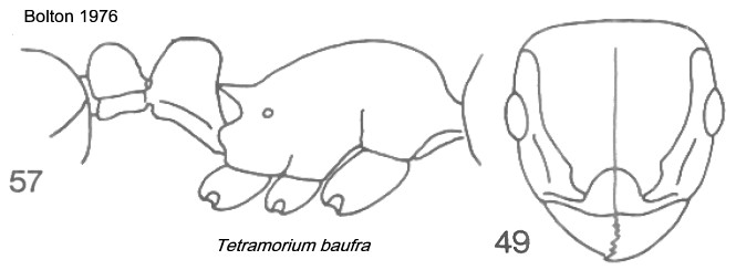 {Tetramorium baufra}