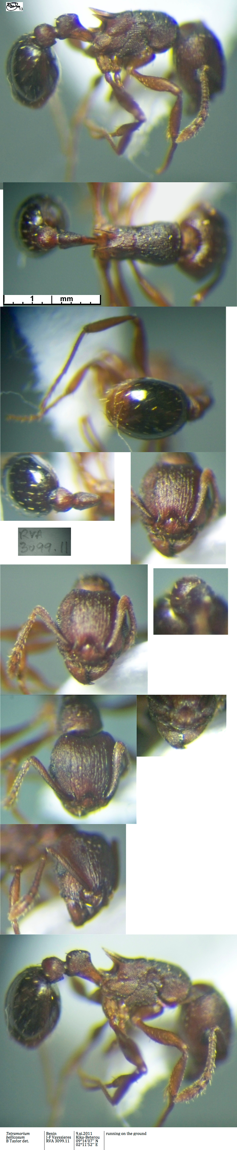 {Tetramorium bellicosum}