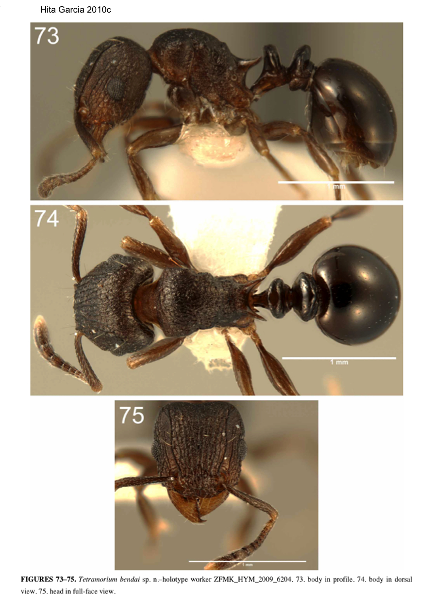 {Tetramorium bendai}