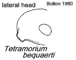 {Tetramorium bequaerti}