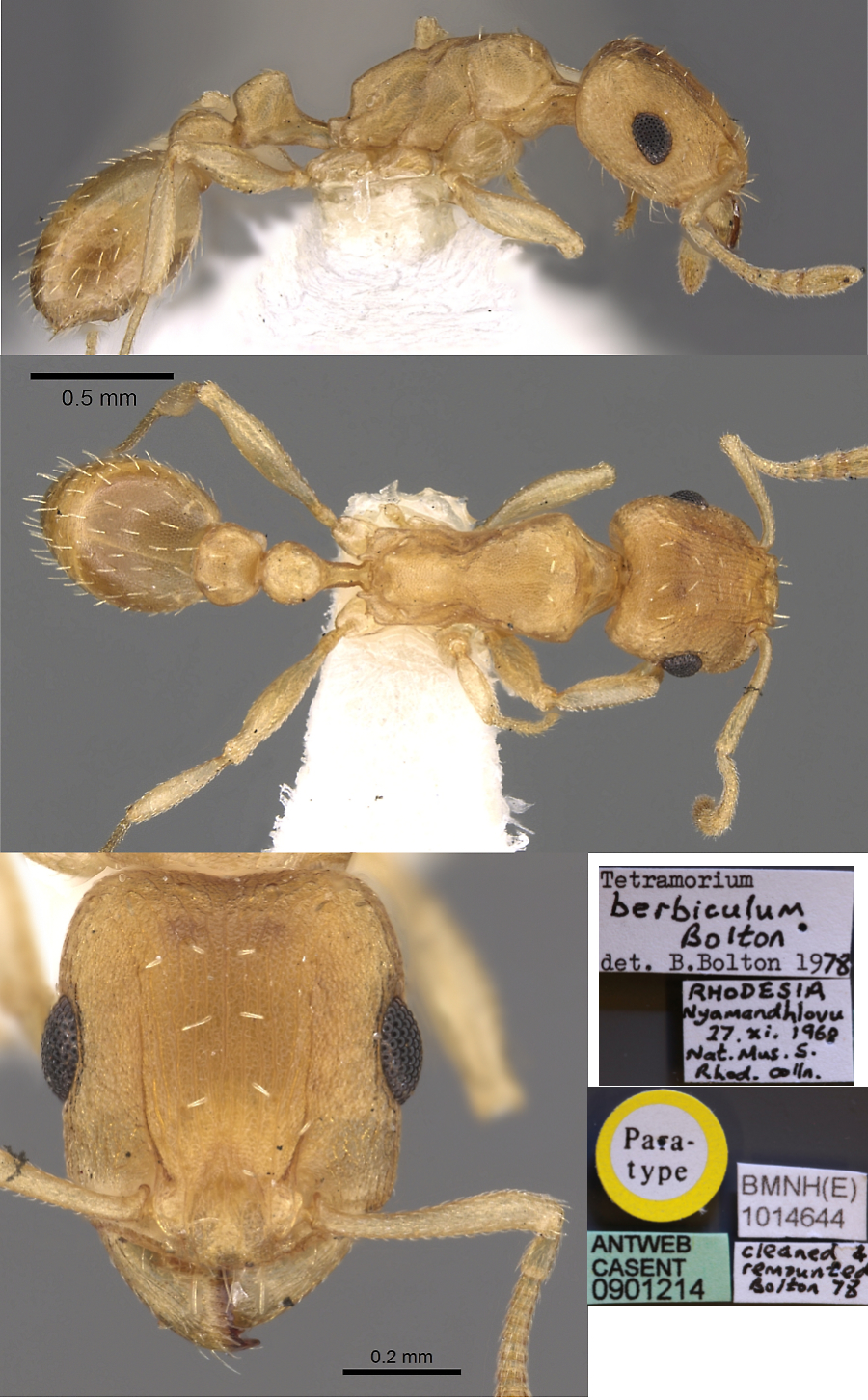 {Tetramorium berbiculum}