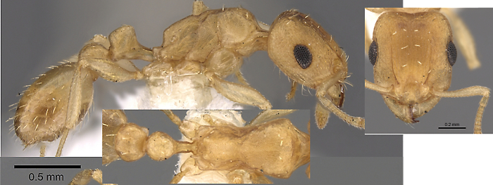 {Tetramorium berbiculum}