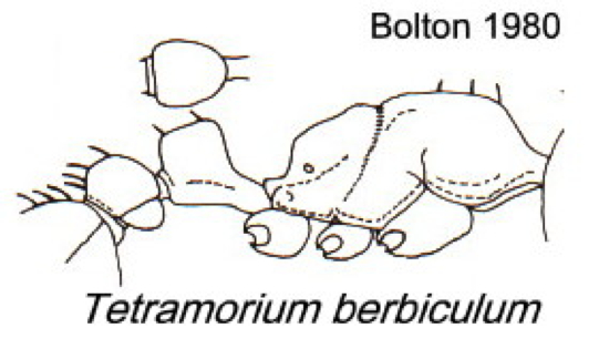 {Tetramorium berbiculum}
