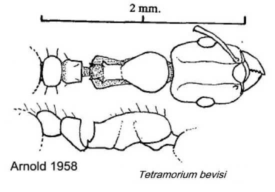 {Tetramorium bevisi}