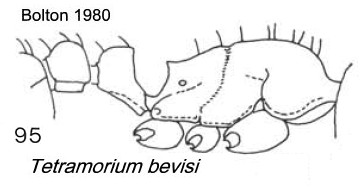 {Tetramorium bevisi}