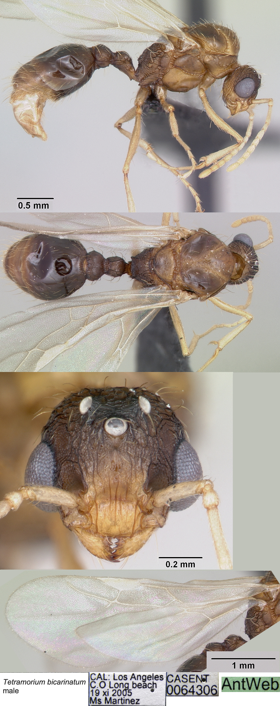 {Tetramorium bicarinatum male}