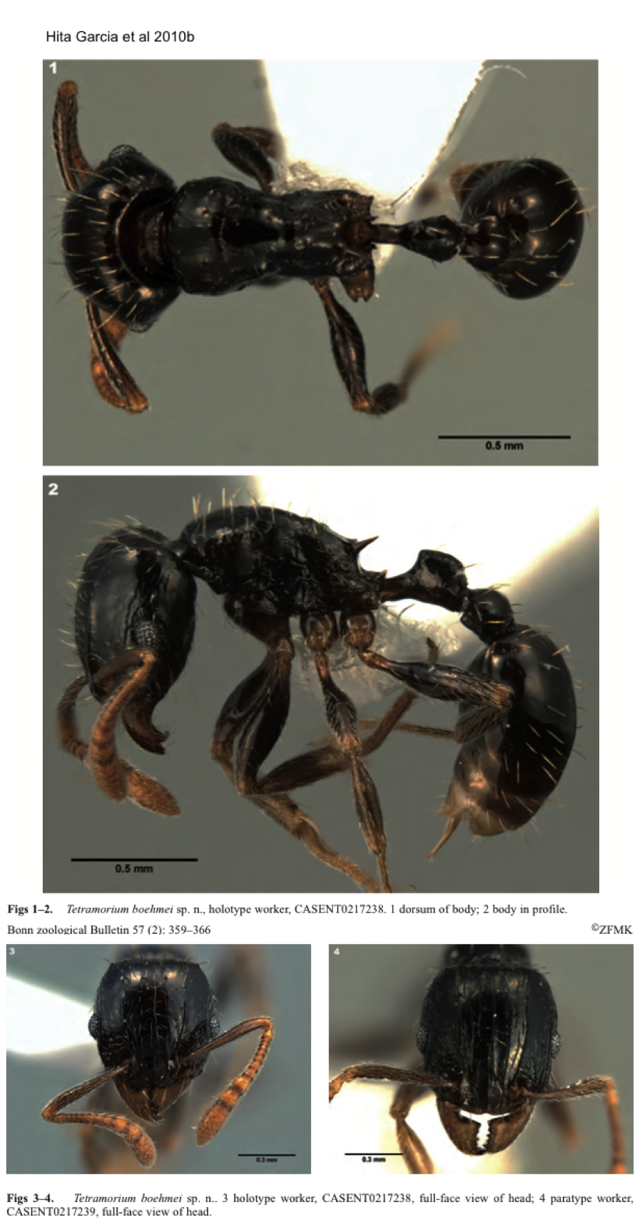 {Tetramorium boehmei}