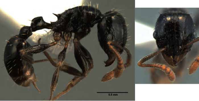 {Tetramorium boehmei}