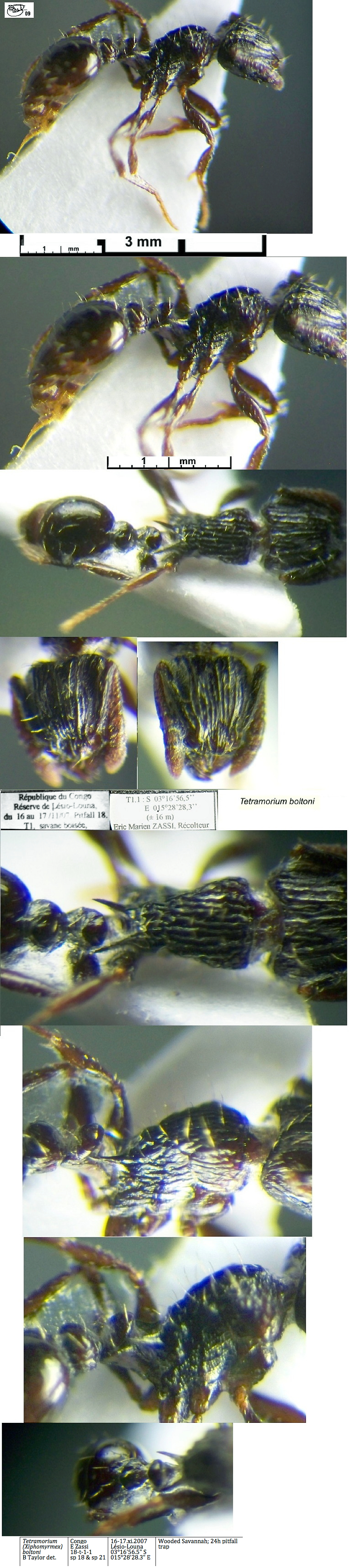 {Tetramorium boltoni}