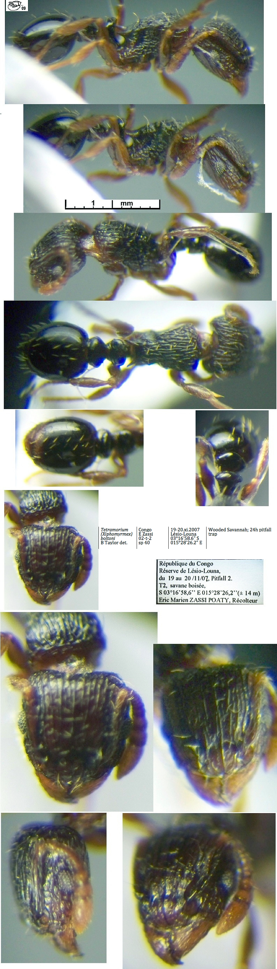 {Tetramorium boltoni}